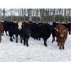 Image 5 : Winchester Cattle Company - 840# Steers - 113 Head (Leslieville, AB)