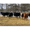Image 6 : Winchester Cattle Company - 840# Steers - 113 Head (Leslieville, AB)