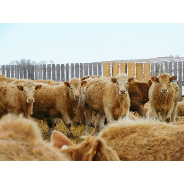 Forbes Bros. Ranching - 840# Heifers - 280 Head (Senlac, SK)
