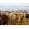 Image 2 : Forbes Bros. Ranching - 840# Heifers - 280 Head (Senlac, SK)
