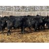 Image 1 : Winchester Cattle Company - 685# Heifers - 90 Head (Leslieville, AB)