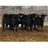Image 2 : Winchester Cattle Company - 685# Heifers - 90 Head (Leslieville, AB)