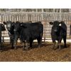 Image 3 : Winchester Cattle Company - 685# Heifers - 90 Head (Leslieville, AB)