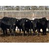 Image 4 : Winchester Cattle Company - 685# Heifers - 90 Head (Leslieville, AB)