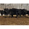 Image 5 : Winchester Cattle Company - 685# Heifers - 90 Head (Leslieville, AB)