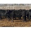 Image 6 : Winchester Cattle Company - 685# Heifers - 90 Head (Leslieville, AB)