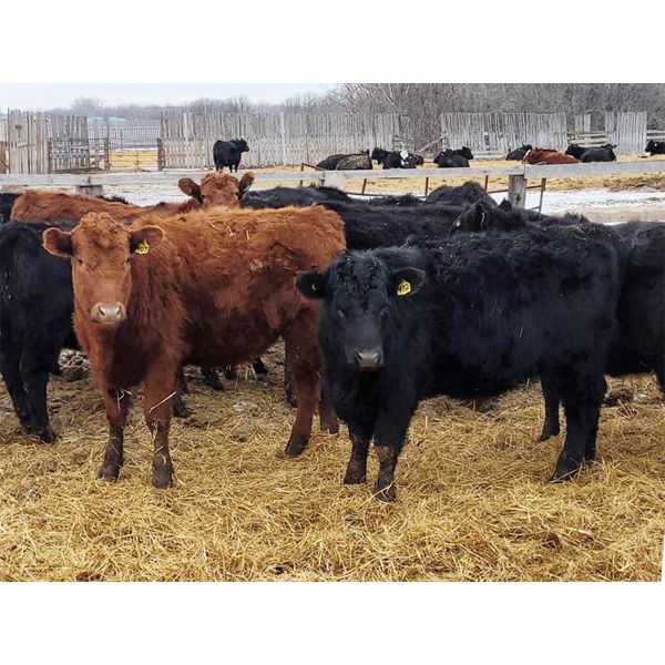 Woodrose Farms - 665# Heifers - 66 Head (Woodlands, MB)
