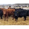 Image 1 : Woodrose Farms - 665# Heifers - 66 Head (Woodlands, MB)