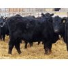 Image 2 : Woodrose Farms - 665# Heifers - 66 Head (Woodlands, MB)