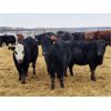 Image 3 : Woodrose Farms - 665# Heifers - 66 Head (Woodlands, MB)