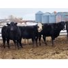 Image 4 : Woodrose Farms - 665# Heifers - 66 Head (Woodlands, MB)