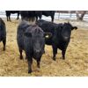 Image 5 : Woodrose Farms - 665# Heifers - 66 Head (Woodlands, MB)