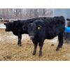 Image 6 : Woodrose Farms - 665# Heifers - 66 Head (Woodlands, MB)