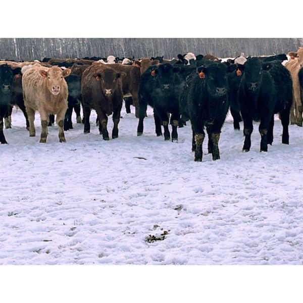 Justin Volz - 980# September Grass Steers - 62 Head (Marwayne, AB)