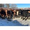 Image 1 : Turtleview Livestock - 1530# Open Cows - 76 Head (Goodlands, MB) 
