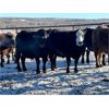 Image 2 : Turtleview Livestock - 1530# Open Cows - 76 Head (Goodlands, MB) 