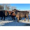 Image 3 : Turtleview Livestock - 1530# Open Cows - 76 Head (Goodlands, MB) 