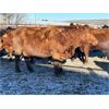 Image 6 : Turtleview Livestock - 1530# Open Cows - 76 Head (Goodlands, MB) 