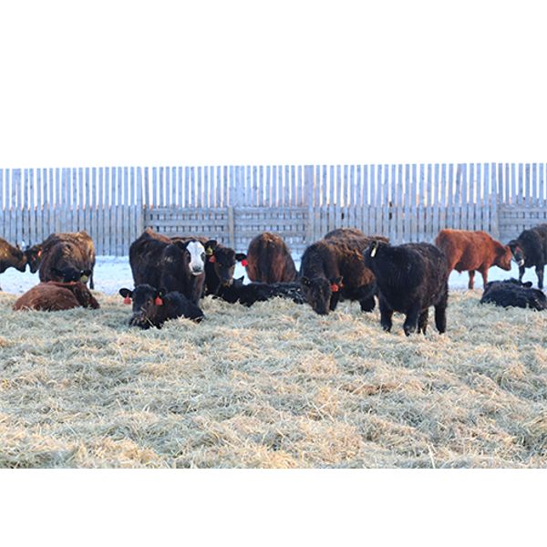 Right Cross Ranch - 575# Steers - 80 Head (Kisbey, SK)
