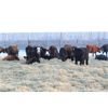 Image 1 : Right Cross Ranch - 575# Steers - 80 Head (Kisbey, SK)