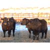 Image 2 : Right Cross Ranch - 575# Steers - 80 Head (Kisbey, SK)