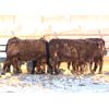 Image 3 : Right Cross Ranch - 575# Steers - 80 Head (Kisbey, SK)