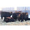 Image 4 : Right Cross Ranch - 575# Steers - 80 Head (Kisbey, SK)