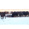 Image 5 : Right Cross Ranch - 575# Steers - 80 Head (Kisbey, SK)