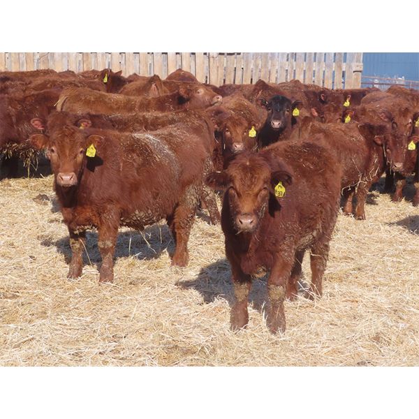 RBD Ranch - 880# Steers - 132 Head (Milestone, SK)