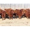 Image 2 : RBD Ranch - 880# Steers - 132 Head (Milestone, SK)
