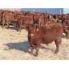 Image 3 : RBD Ranch - 880# Steers - 132 Head (Milestone, SK)
