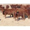 Image 4 : RBD Ranch - 880# Steers - 132 Head (Milestone, SK)