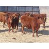 Image 5 : RBD Ranch - 880# Steers - 132 Head (Milestone, SK)