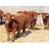 Image 6 : RBD Ranch - 880# Steers - 132 Head (Milestone, SK)