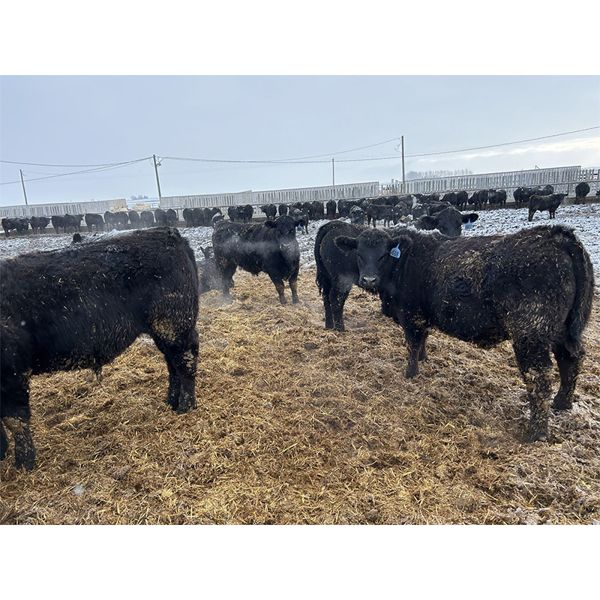 9 Bar Ranch - 840# Steers - 150 Head (Taber, AB) VBP+