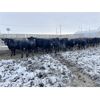 Image 3 : 9 Bar Ranch - 840# Steers - 150 Head (Taber, AB) VBP+