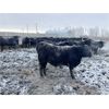 Image 4 : 9 Bar Ranch - 840# Steers - 150 Head (Taber, AB) VBP+