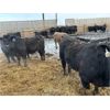 Image 7 : 9 Bar Ranch - 840# Steers - 150 Head (Taber, AB) VBP+