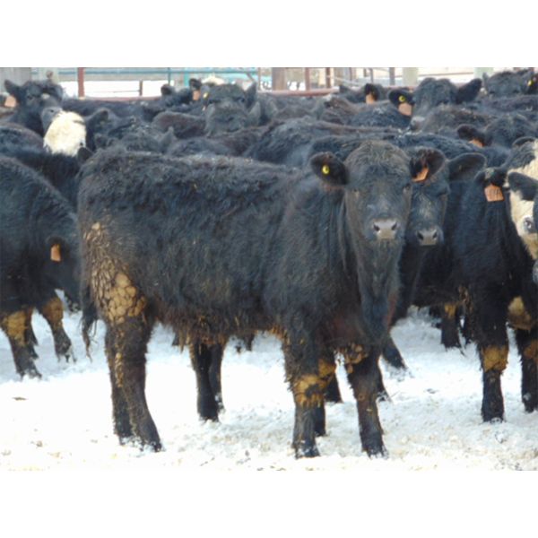 6S Family Farm - 750# Heifers - 70 Head (Gem, AB)