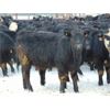 Image 1 : 6S Family Farm - 750# Heifers - 70 Head (Gem, AB)