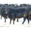 Image 2 : 6S Family Farm - 750# Heifers - 70 Head (Gem, AB)