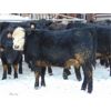Image 3 : 6S Family Farm - 750# Heifers - 70 Head (Gem, AB)
