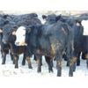 Image 4 : 6S Family Farm - 750# Heifers - 70 Head (Gem, AB)