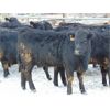 Image 5 : 6S Family Farm - 750# Heifers - 70 Head (Gem, AB)