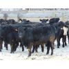 Image 6 : 6S Family Farm - 750# Heifers - 70 Head (Gem, AB)