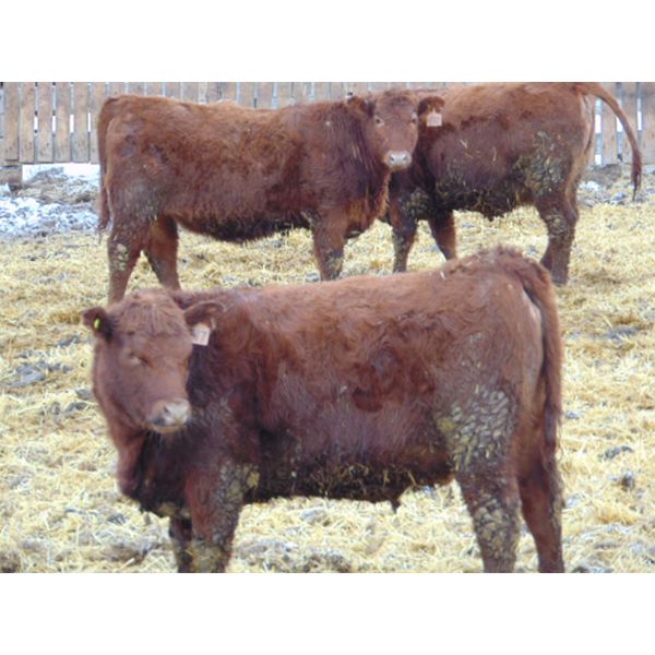 6S Family Farm - 690# Heifers - 60 Head (Gem, AB)