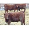 Image 1 : 6S Family Farm - 690# Heifers - 60 Head (Gem, AB)
