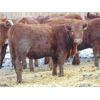 Image 2 : 6S Family Farm - 690# Heifers - 60 Head (Gem, AB)