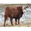 Image 3 : 6S Family Farm - 690# Heifers - 60 Head (Gem, AB)
