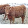 Image 5 : 6S Family Farm - 690# Heifers - 60 Head (Gem, AB)